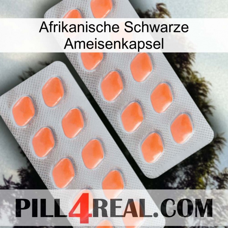Africa Black Ant Capsule 27